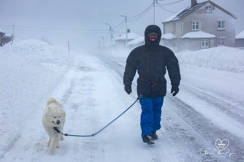 Mann og hund i snøstorm
