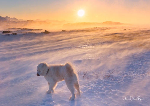 Samojedhund i snøstorm