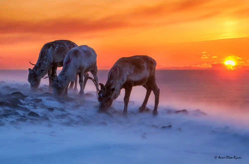 Beitende reinsdyr i karrig landskap